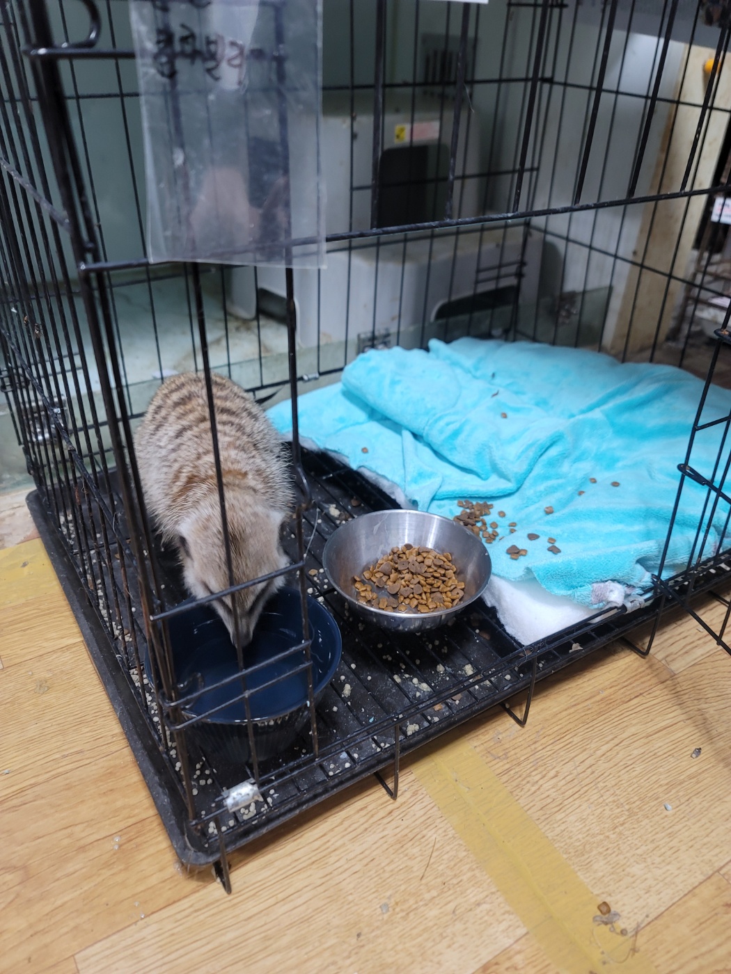 울산유기동물보호센터_431372202400342